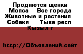 Продаются щенки Мопса. - Все города Животные и растения » Собаки   . Тыва респ.,Кызыл г.